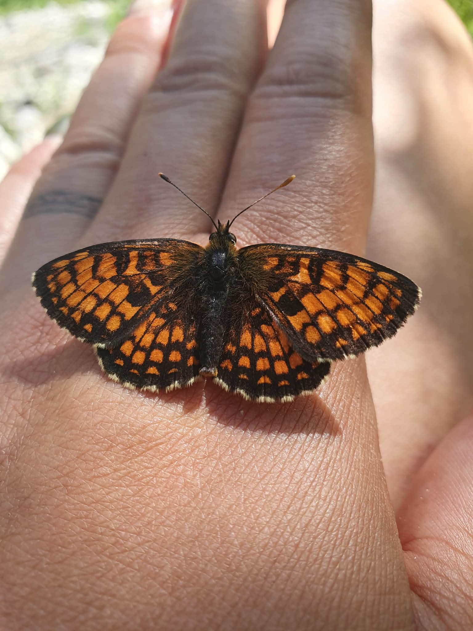 Philomène, le papillon adopté par Cha-cha, qui ne l'a pas lâché pendant près d'une heure...